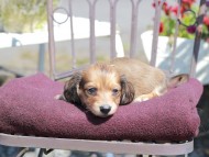 Kaninchen_Dachshund_7265