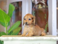 Kaninchen_Dachshund_7267 Kaninchen_Dachshund_7267