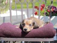 Kaninchen_Dachshund_7269