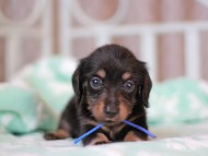 Kaninchen_Dachshund_7269 Kaninchen_Dachshund_7269