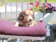 Kaninchen_Dachshund_7275