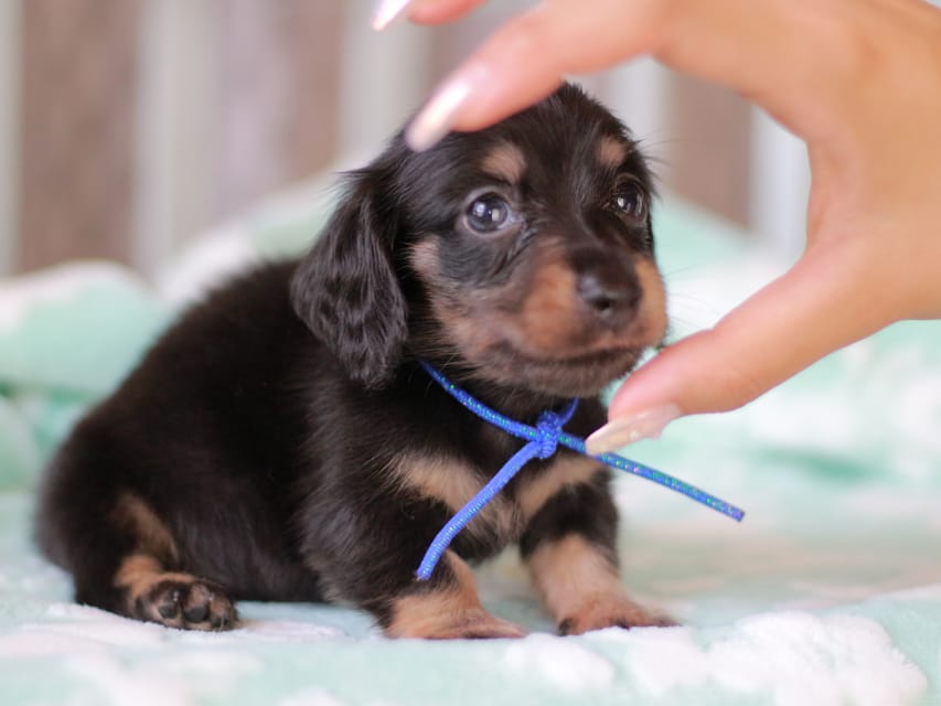 カニンヘンダックスフンド カイラ&ブルースの子犬 ブラックタン 男の子