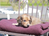 Kaninchen_Dachshund_7288