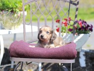 Kaninchen_Dachshund_7291