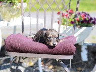 Kaninchen_Dachshund_7295