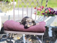 Kaninchen_Dachshund_7297