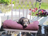 Kaninchen_Dachshund_7300