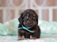 Kaninchen_Dachshund_7308 Kaninchen_Dachshund_7308