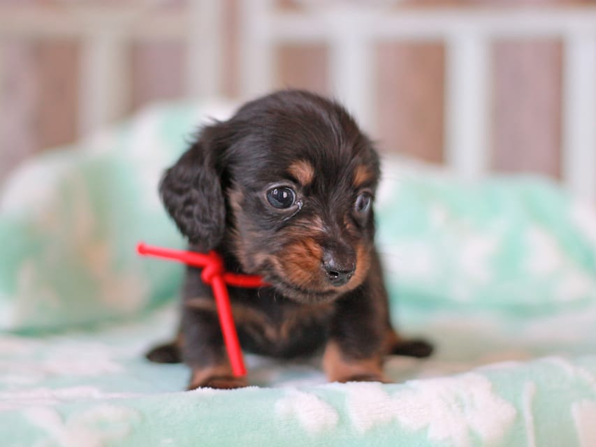 カニンヘンダックスフンド カイラ&ブルースの子犬 ブラックタン 女の子（1）