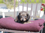 Kaninchen_Dachshund_7326