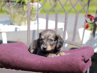 Kaninchen_Dachshund_7327