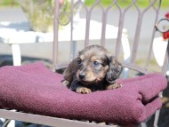 Kaninchen_Dachshund_7328