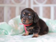 Kaninchen_Dachshund_7333