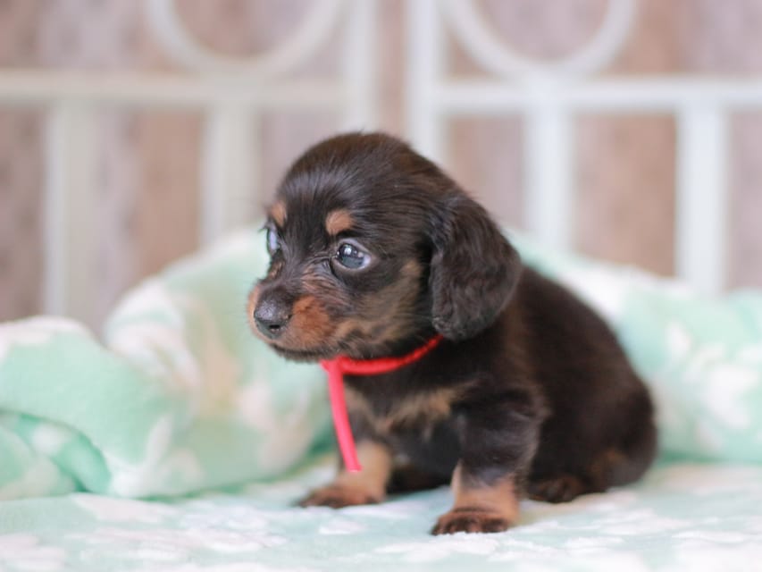 カニンヘンダックスフンド カイラ&ブルースの子犬 ブラックタン 女の子（1）