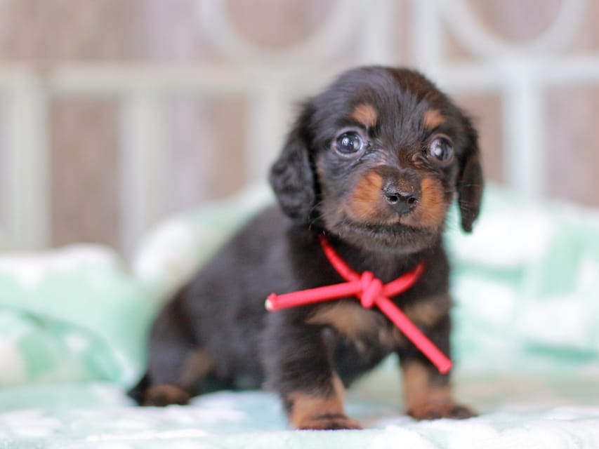 カニンヘンダックスフンド カイラ&ブルースの子犬 ブラックタン 女の子（1）