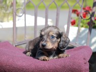 Kaninchen_Dachshund_7340