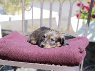 Kaninchen_Dachshund_7348