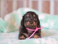Kaninchen_Dachshund_7352