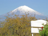 Kaninchen_Dachshund_7357