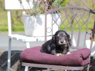Kaninchen_Dachshund_7366