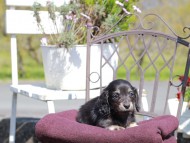 Kaninchen_Dachshund_7371 Kaninchen_Dachshund_7371
