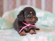 Kaninchen_Dachshund_7377