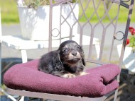 Kaninchen_Dachshund_7381 Kaninchen_Dachshund_7381