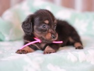 Kaninchen_Dachshund_7385