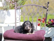Kaninchen_Dachshund_7398 Kaninchen_Dachshund_7398