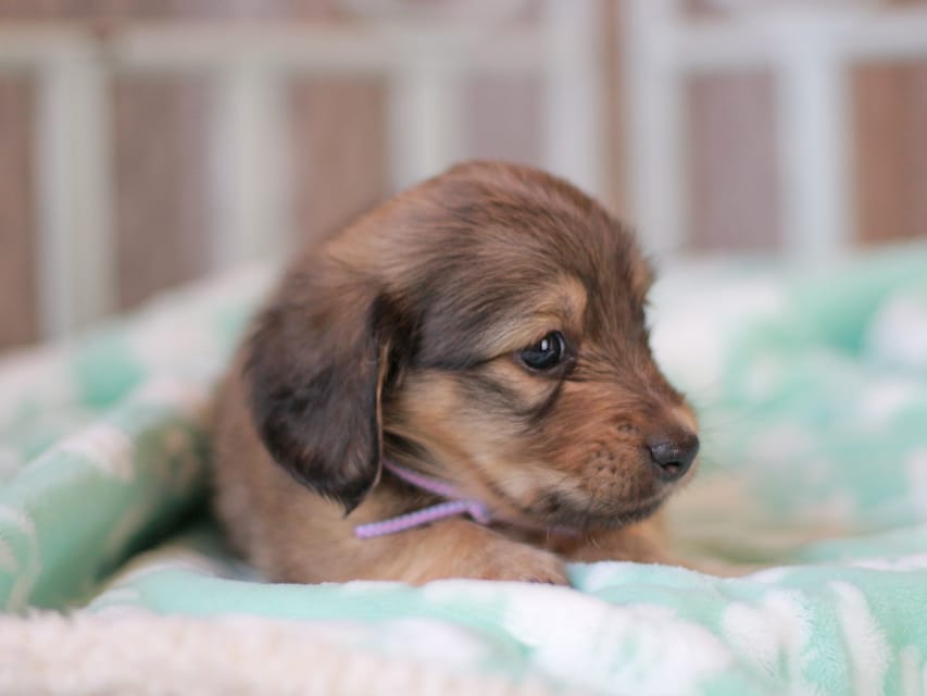 カニンヘンダックスフンド もなか&ナイトの子犬 イエロー 男の子