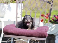 Kaninchen_Dachshund_7412