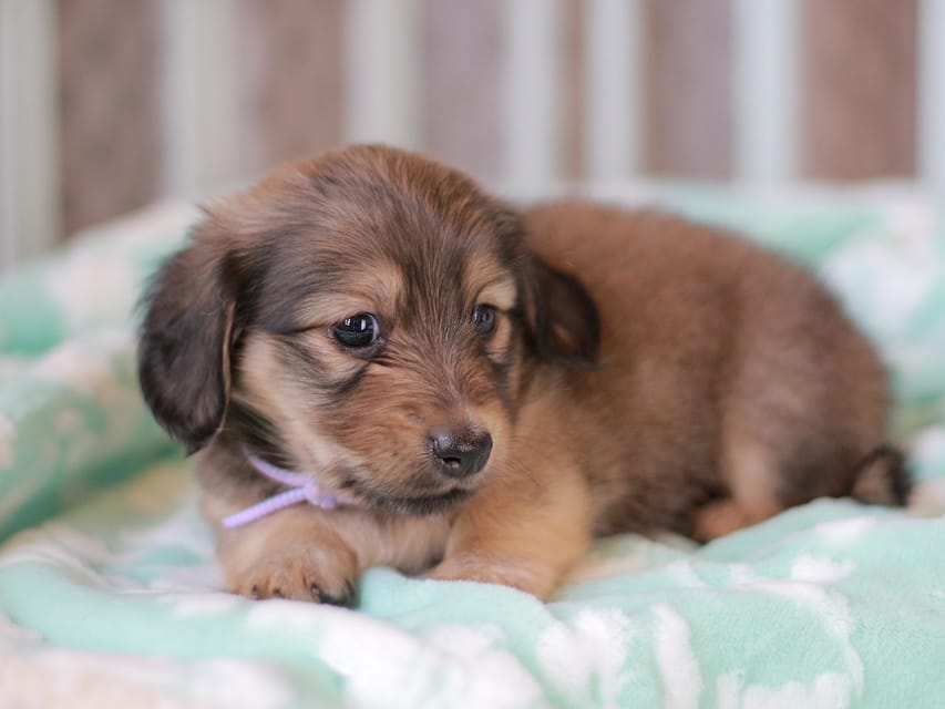 カニンヘンダックスフンド もなか&ナイトの子犬 イエロー 男の子