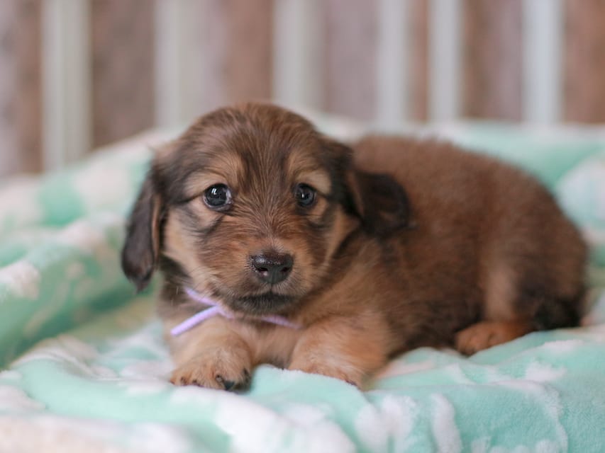 カニンヘンダックスフンド もなか&ナイトの子犬 イエロー 男の子