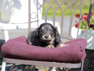 Kaninchen_Dachshund_7420