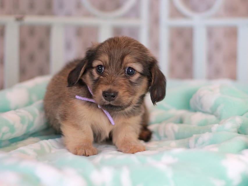 カニンヘンダックスフンド もなか&ナイトの子犬 イエロー 男の子