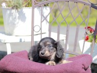 Kaninchen_Dachshund_7423