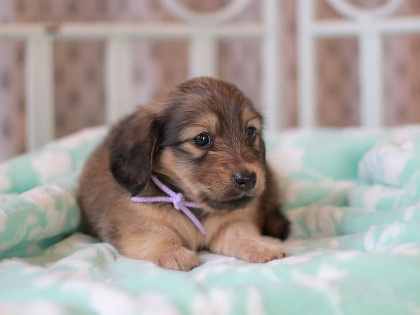 カニンヘンダックスフンド もなか&ナイトの子犬 イエロー 男の子