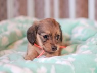 Kaninchen_Dachshund_7432