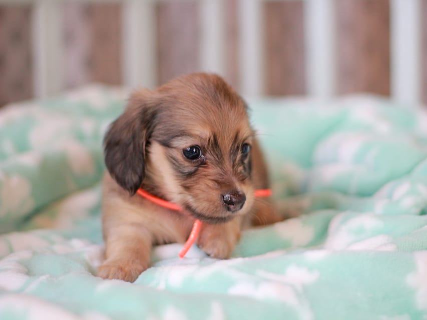 カニンヘンダックスフンド もなか&ナイトの子犬 イエロー 女の子Kaninchen_Dachshund_7433 カニンヘンダックスフンド もなか&ナイトの子犬 イエロー 女の子