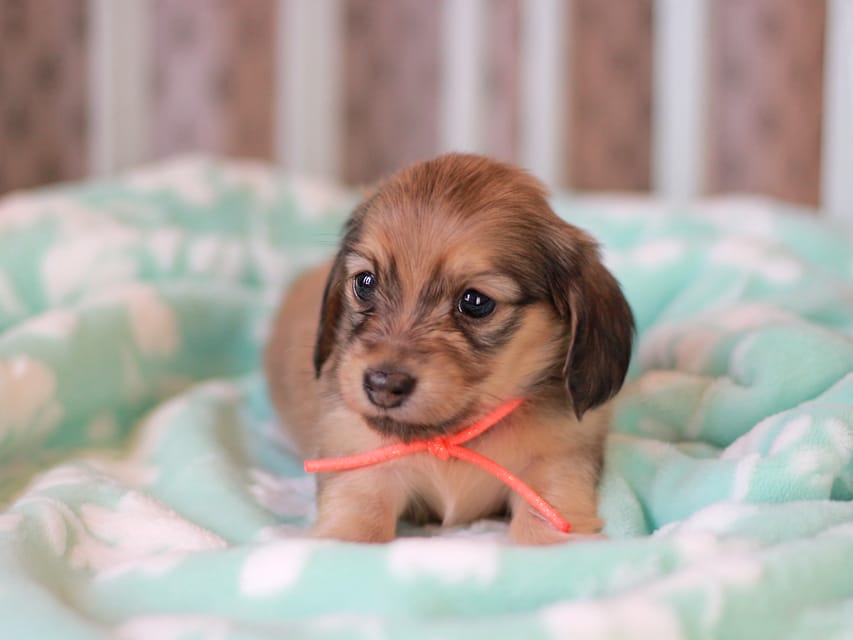 カニンヘンダックスフンド もなか&ナイトの子犬 イエロー 女の子Kaninchen_Dachshund_7445 カニンヘンダックスフンド もなか&ナイトの子犬 イエロー 女の子