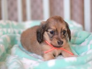 Kaninchen_Dachshund_7448