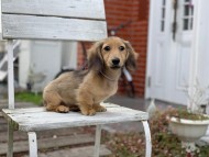 Kaninchen_Dachshund_7448