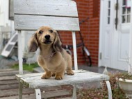 Kaninchen_Dachshund_7451