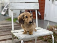 Kaninchen_Dachshund_7458