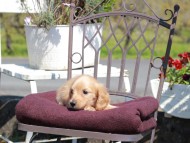 Kaninchen_Dachshund_7463