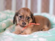 Kaninchen_Dachshund_7468