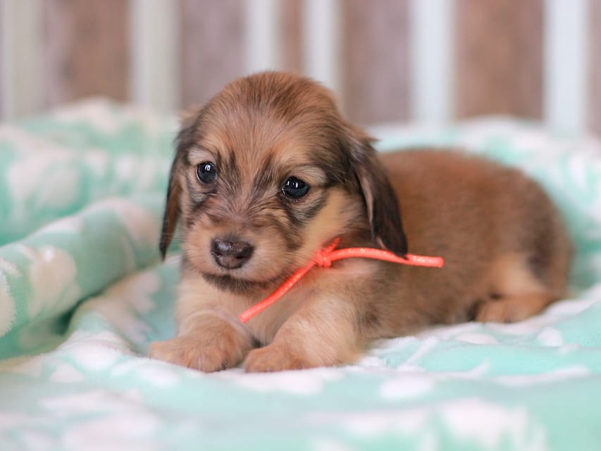 カニンヘンダックスフンド もなか&ナイトの子犬 イエロー 女の子Kaninchen_Dachshund_7470 カニンヘンダックスフンド もなか&ナイトの子犬 イエロー 女の子