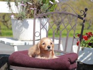 Kaninchen_Dachshund_7473