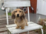 Kaninchen_Dachshund_7473