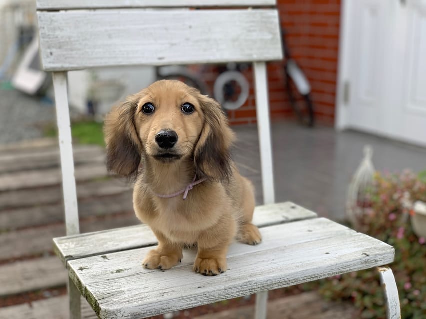 カニンヘンダックスフンド もなか&ナイトの子犬 イエロー 男の子